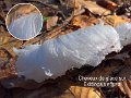 Exidiopsis effusa-amf1994